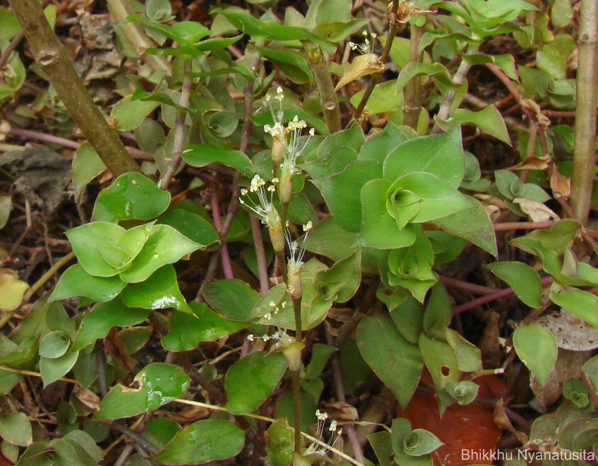 Callisia repens (Jacq.) L.
